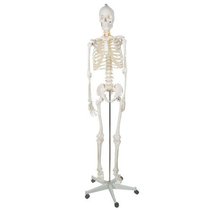 Pilno ūgio 180 cm anatominis skeletas su mobiliu stovu profesionaliam grožio salonui